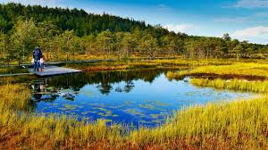 Land sale in with addresses, phone numbers, and reviews. Soomaa National Park Estonia The Land Of Bogs Hd Youtube