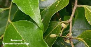 Image result for Opilia amentacea