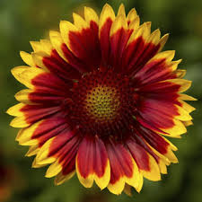 ► rondeletia odorata‎ (1 p, 22 f). Sunrita Red Yellow Tip Imp Syngenta Flowers