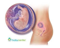 Pin On Fetal Development Week By Week