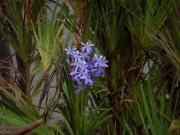Image result for Iridaceae