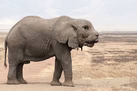 Some of these animals would be. I M Just Going To Leave These Photoshopped Animal Hybrids Here 17 Photos Twistedsifter