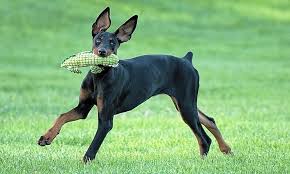 Find red doberman pinscher puppies and dogs from a breeder near you. Puppies In Las Vegas Looking For Their Fur Ever Homes