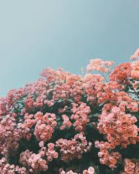 Pink Flowers Grow Flower Aesthetic Flower Wallpaper Nature