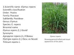 Image result for Teramnus repens