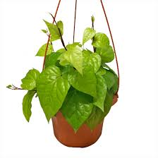 Manfaat daun sirih yang dikenal sebagai obat herbal sejak zaman kuno. Betel Leaf Plant Daun Sirih