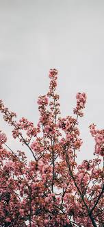 Iphone 11 Pro Max Wallpaper Cherry Blossom 1125x2436 Download Hd Wallpaper Wallpapertip Our high resolution 4k hd quality picture will make your desktop or mobile cell phone beautiful. iphone 11 pro max wallpaper cherry