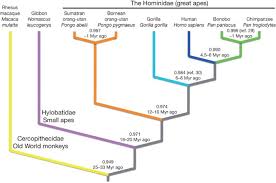 Simple currency converter that converts malaysia ringgit to netherlands antilles guilder. Comparative And Demographic Analysis Of Orang Utan Genomes Nature