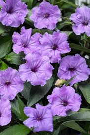 Wet foam for flowers home depot. Plant Is Commonly Called Mexican Petunia