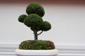 Lihat ide lainnya tentang pohon bonsai, bonsai, pohon. 5 Cara Membuat Tanaman Bonsai Si Miniatur Pohon Filosofis