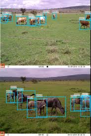 Image result for Harpachne schimperi