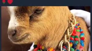 Image result for Pop star gets a new pet, and it's not what you think