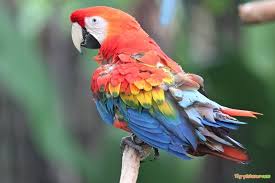 Cute Colorful Parrot Pictures Tag Pictures Colorful Parrots Parrot Cute