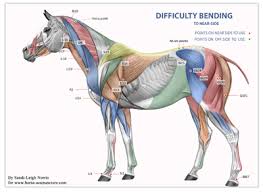 Horse Acupuncture Courses And Equine Acupressure Trainings