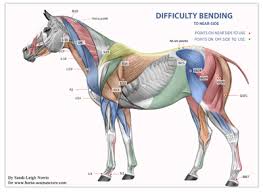 horse acupuncture courses and equine acupressure trainings