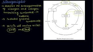 The Nitrogen Cycle Class 9 Biology Natural Resources