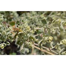 Image result for Rhagodia