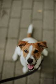 Maybe you would like to learn more about one of these? Jack Russell Terrier Pictures Download Free Images Stock Photos On Unsplash