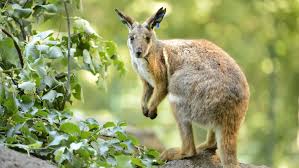 Wallabies are members of the kangaroo clan found primarily in australia and on nearby islands. Yellow Footed Rock Wallaby Tierpark Berlin