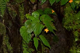 Image result for Begonia sutherlandii