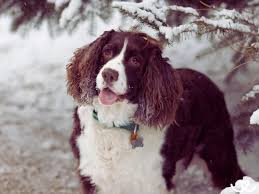 Image result for anglický špringršpaněl