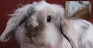 With these simple dental care tips, you can help keep your canine's adorable smile shiny and. The 17 Most Important Bunny Facts Of All Time Save Animals Peta Kids