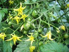 подкормка томатов во время цветения и плодоношения в теплице Udobrenie Tomatov Vo Vremya Cveteniya Ovoshnoj Ogorod Sovremennoe Sadovodstvo Ogorod