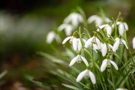 Out With The Snow In With The Snowdrops Spring Bulbs Flower Farm Flowers
