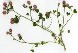 Image result for Trifolium isthmocarpum