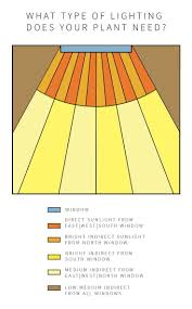 Eine Vollstandige Anleitung Zur Beleuchtung Fur Ihre Zimmerpflanzen Quiz House Plants Indoor Plant Lighting Indoor Plants