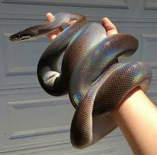 On aliexpress, shop online for over 111 million quality deals on fashion, accessories, computer electronics, toys, tools, home improvement, home appliances, home & garden and more! Jennifer Aniston Camel Toe