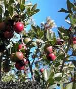Image result for Diospyros loureiriana