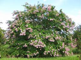 Maybe you would like to learn more about one of these? Crapemyrtle Cultivars For North Florida Gardening In The Panhandle