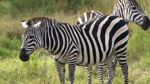 Are Zebras Black Or White Youtube