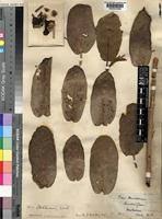 Image result for Ficus stuhlmannii