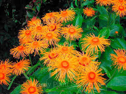 Image result for Inula mannii