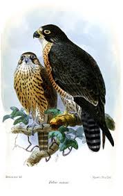 Their pale breast is spotted, and the undersides of their wings are barred with dark stripes. Peregrine Falcon Wikipedia