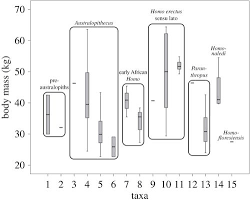 The Evolution Of Body Size And Shape In The Human Career