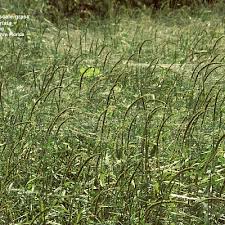 Image result for Sacciolepis indica