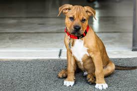 How do sponsorships affect the pay? The Ultimate Pitbull Boxer Mix Guide Bouncy And Dangerous Or Loveable Goof Perfect Dog Breeds