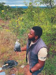 Image result for Brackenridgea