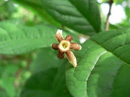 Image result for Schrebera trichoclada