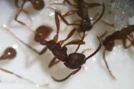 They can then take steps to eradicate the pests and prevent if you or someone you know has spotted brown recluse spiders wichita kansas in or around your home, it's time to call the professionals. Pest Control Service Ants Wichita Ks Patton Termite Pest