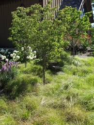 Easy Garden Design Idea Underplanting Trees Easy Garden California Garden Garden Design