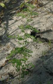 Image result for Phyllanthus muellerianus