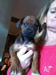 Rhodesian ridgeback info & rhodesian ridgeback breeders. Rhodesian Ridgeback Pups For Sale In Cannons Creek Victoria Classified Australialisted Com