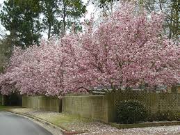 Winter is the coldest season of a year. Anticipate Springtime With Early Bloomers East Texas Gardening