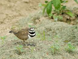 Either the male or female is always at the nest protecting the eggs. A Nesting Bird Nearly Derailed A Canadian Music Festival Smart News Smithsonian Magazine