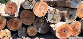 The malaysian timber industry board (mtib) has reported last year's performance of the timber sector. Malaysia Sabah Log Export Ban Expected To Revive The Timber Industry In The Country Global Wood Markets Info