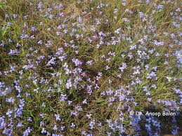 Image result for Murdannia semiteres